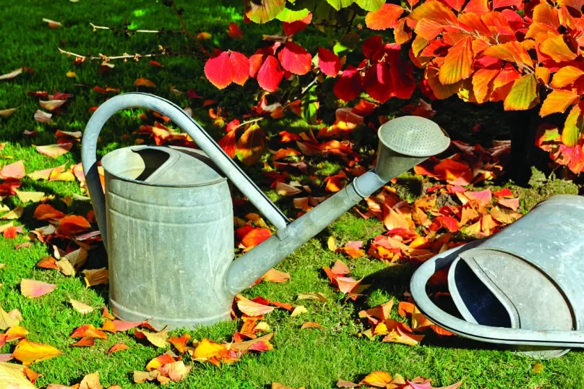germany-out-zaubernuss-im-herbstlichen-garten-daneben-giesskannen-photo-by-harald-langeullstein-bild-via-getty-images-stockpack-gettyimages germany-out-zaubernuss-im-herbstlichen-garten-daneben-giesskannen-photo-by-harald-langeullstein-bild-via-getty-images-stockpack-gettyimages